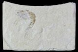 Cretaceous Fossil Shrimp - Lebanon #107670-1